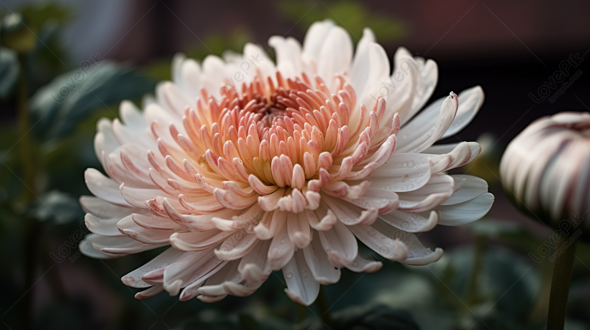 Stunning Chrysanthemum Photo With Gorgeous Petal Background, Photo ...