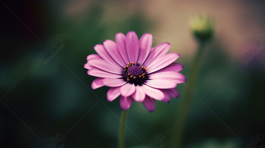 Hình ảnh hoa cúc tím đẹp nhất | Beautiful pink flowers, Purple flowers,  Purple flowers wallpaper