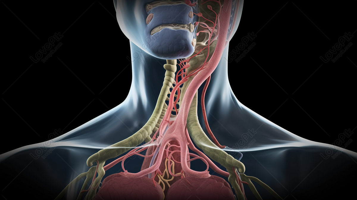 The Significance Of Neck And Neck Veins In A Human Body: An Illustrated ...