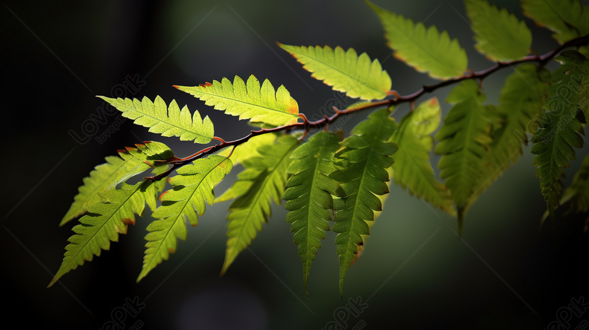 fundo de folha verde escuro