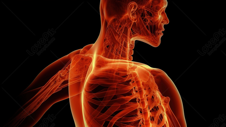 Highlighted Orange A Visual Guide To The Skeletal System, Hd ...