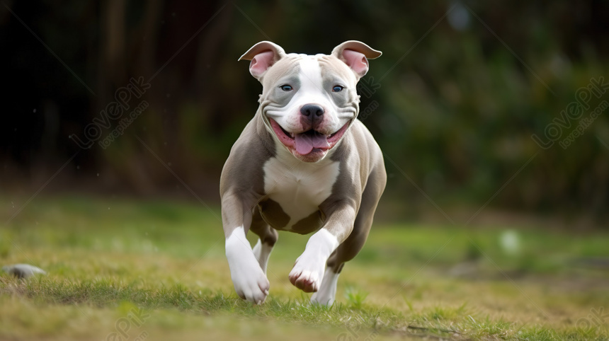 Hình nền Nền Hình ảnh Chó Pitbull Nền, Giống Chó Pitbull Mỹ, Hình ảnh Của  Một Con Pitbull Màu Xanh, động Vật Background Vector để tải xuống miễn phí  - Pngtree