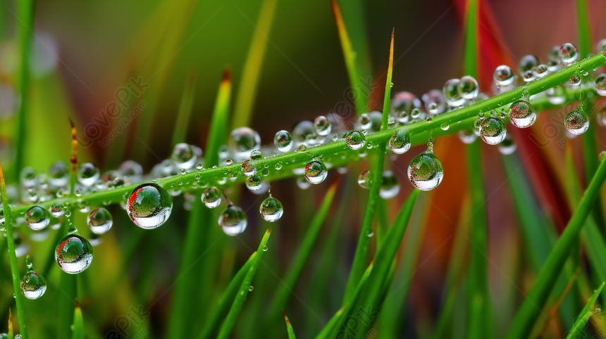 Dew Drops, bamboo, earth, high res, nature, HD wallpaper | Peakpx