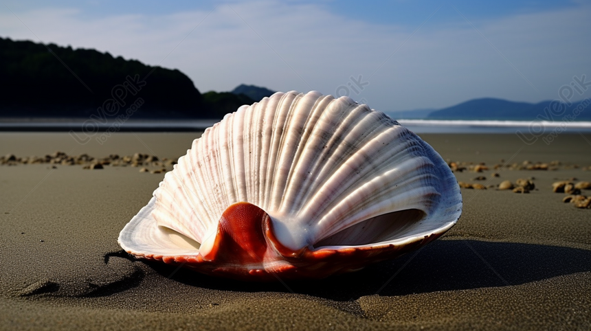 海の砂の上に平らに座っている大きな貝殻, 大きい 背景, 海の貝殻 背景, 座っている 背景 画像フリー、HD 大きい, 海の貝殻, 座っている  背景素材 無料ダウンロード - Lovepik