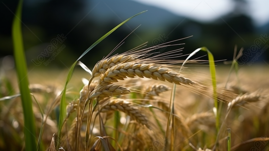 Quy trình và kỹ thuật bón phân cho lúa mang lại năng suất cao