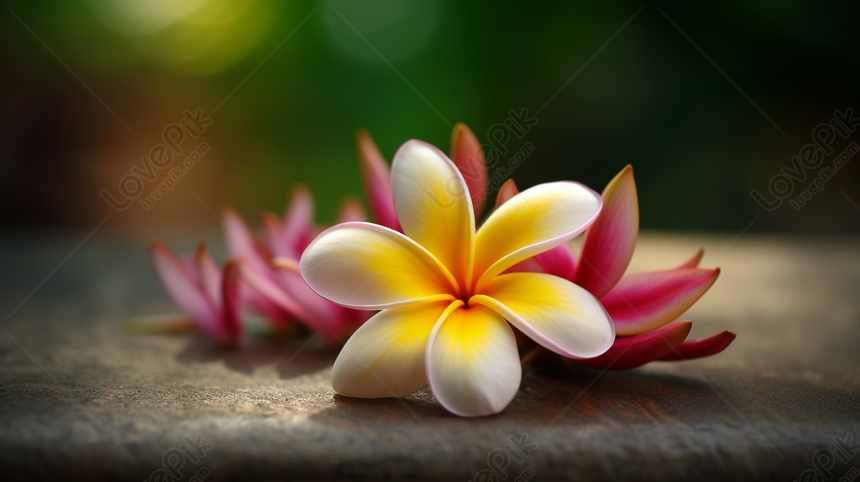 Hình ảnh bông hoa sen trắng file PNG
