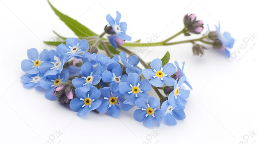 Hình ảnh hoa lưu ly đẹp nhất, ý nghĩa hoa lưu ly thảo, tím, xanh, trắng  hồng | VFO.VN