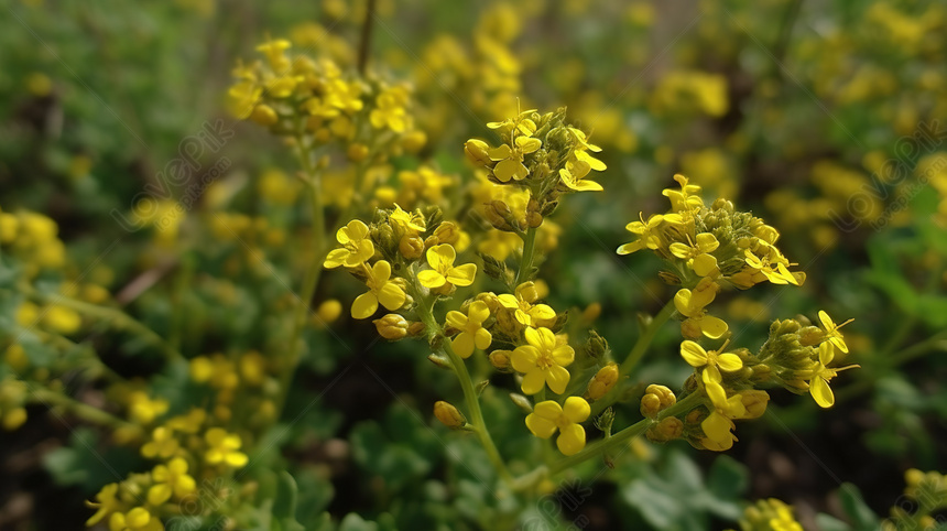 緑豊かな野原の中に鮮やかな黄色い花: 印象的な背景, 豊かな花 背景 ...