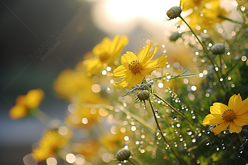 朝の日差し 露で飾られた美しい花, 花の朝 背景, 野の花 背景, 美しい花 背景 画像フリー、HD 花の朝, 野の花, 美しい花 背景素材  無料ダウンロード - Lovepik