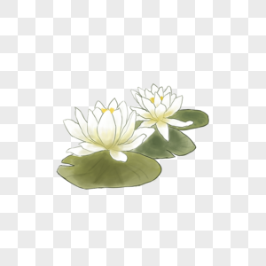 White Lotus Png Images With Transparent Background Free Download On Lovepik