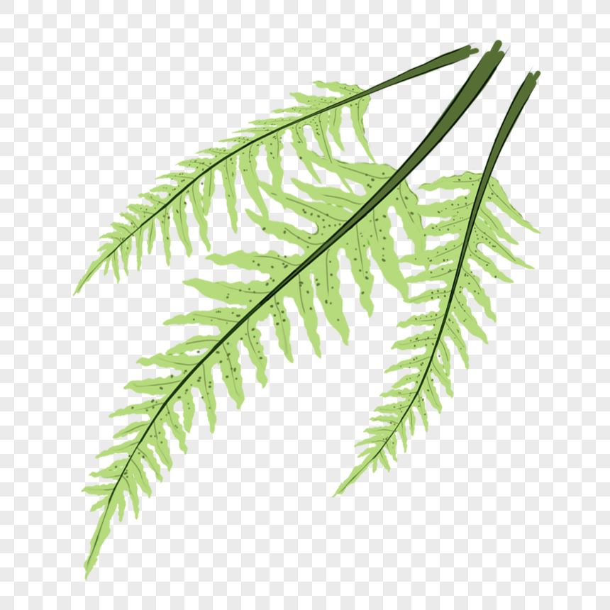 Hình ảnh cây dương xỉ PNG: Thưởng thức những bức ảnh đẹp về cây dương xỉ trong định dạng PNG, mang lại cho bạn chất lượng hình ảnh tốt nhất. Hình ảnh sắc nét và sống động sẽ đưa bạn đến không gian xanh mát, thanh bình của cây cối.