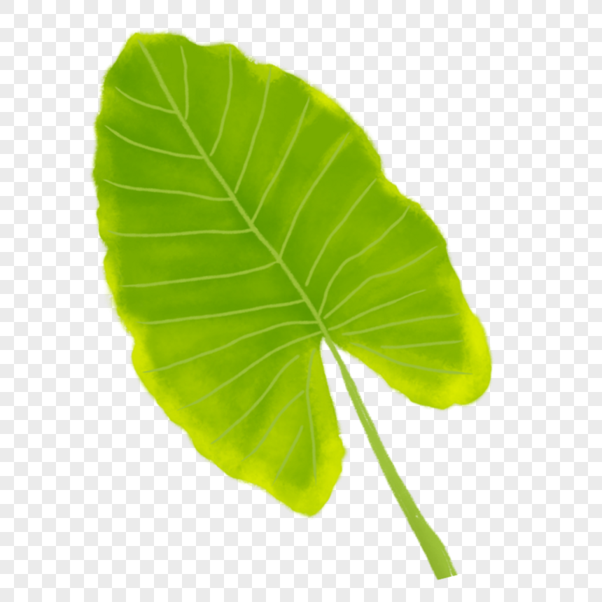 Tropical Plants Tropical Plants Leaves Large Leaves PNG Transparent Image And Clipart Image