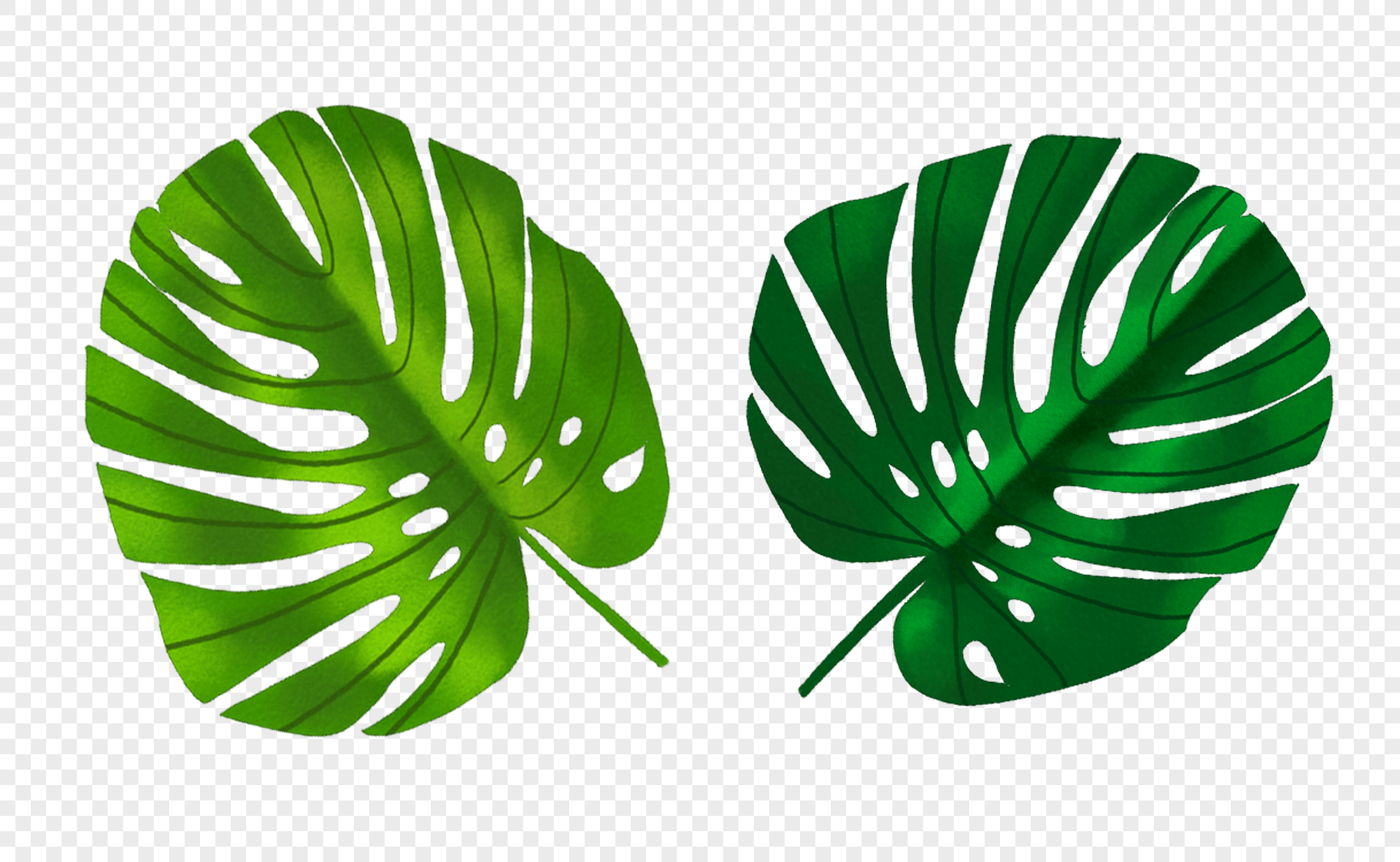 Download Tropical plant leaves png image_picture free download ...