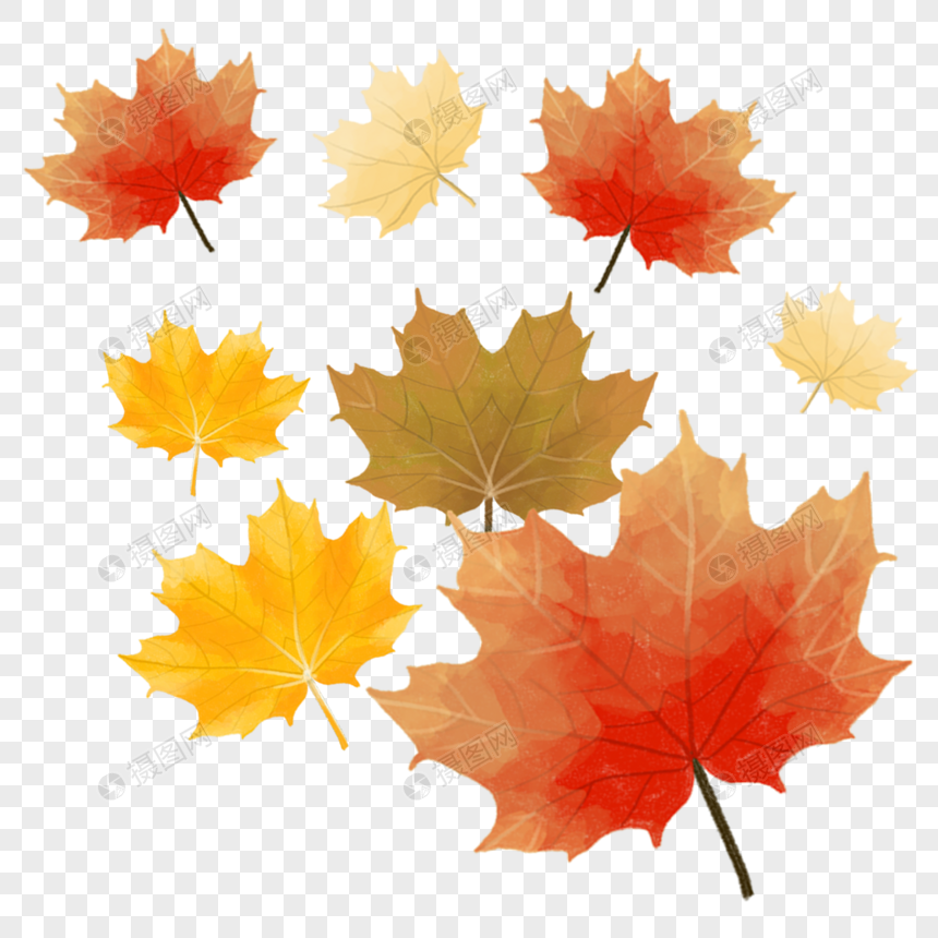 Maple Leaf Not Cut Out The Element Material Png Image Picture Free Download Lovepik Com