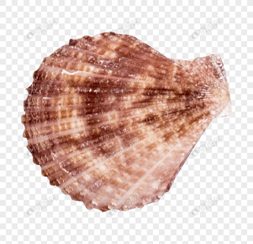 Photo De Coquille Numero De L Image Format D Image Png Fr Lovepik Com