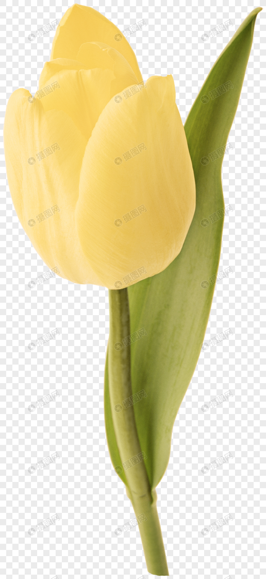  bunga  tulip  gambar unduh gratis imej 400342246 Format PNG 