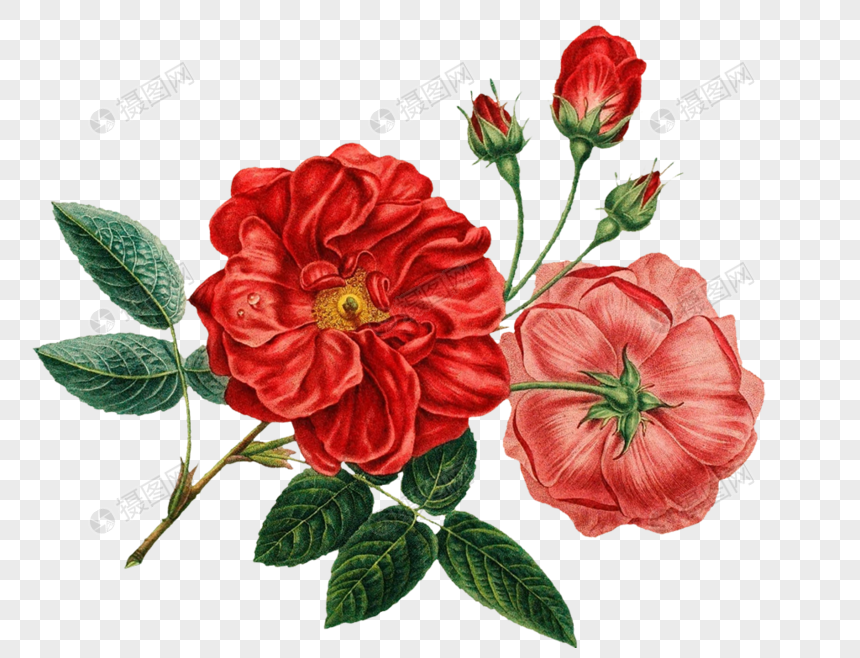 手描き赤サツマイモの花イメージ グラフィックス Id Prf画像フォーマットpng Jp Lovepik Com