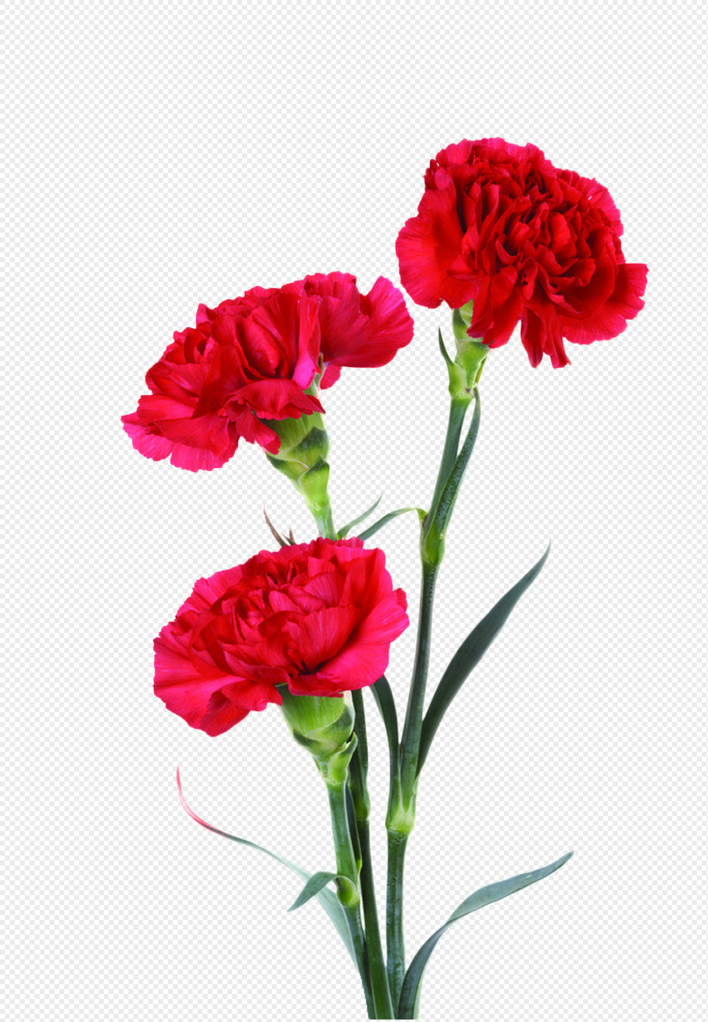 Carnation Background