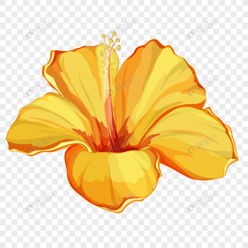 Featured image of post Bulaklak Ng Gumamela Drawing Ang gumamela ay isa sa mga pinakapamilyar na bulaklak sa pilipinas dahil sa ito ay paboritong dekorasyon sa hardin ng mga pilipino