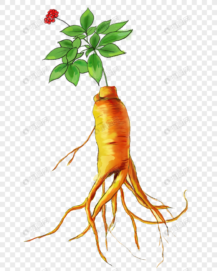 ginseng png image picture free download 400383091 lovepik com ginseng png image picture free download