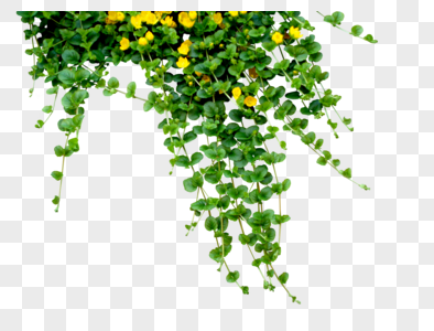 Green Flowers PNG Images With Transparent Background | Free Download On  Lovepik