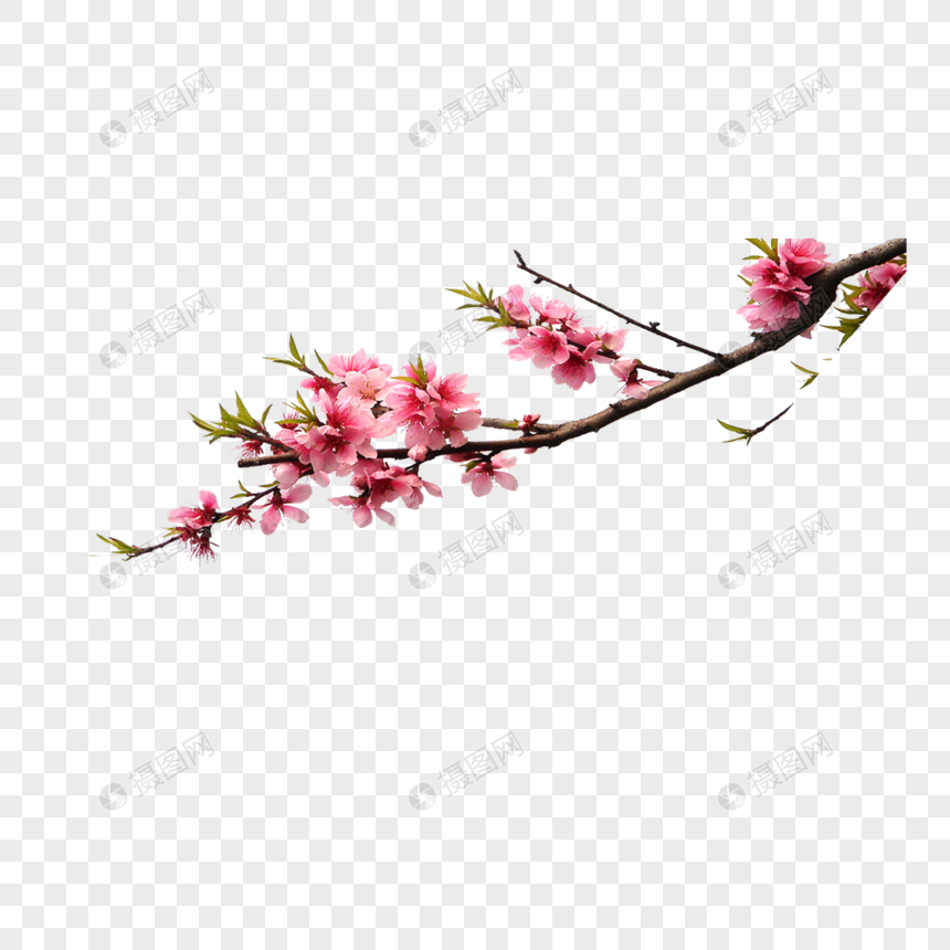 Pink Peach Branches Png Image Picture Free Download