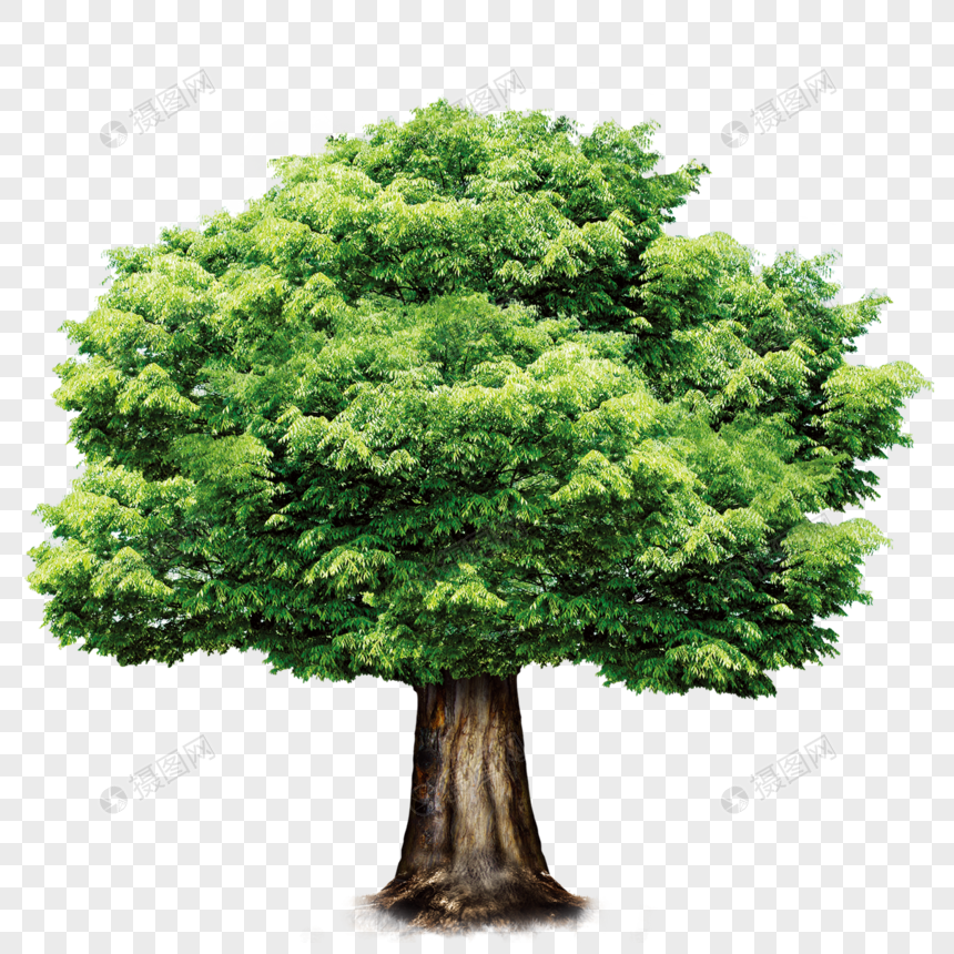 A Tall Tree Png Image Picture Free Download Lovepik Com