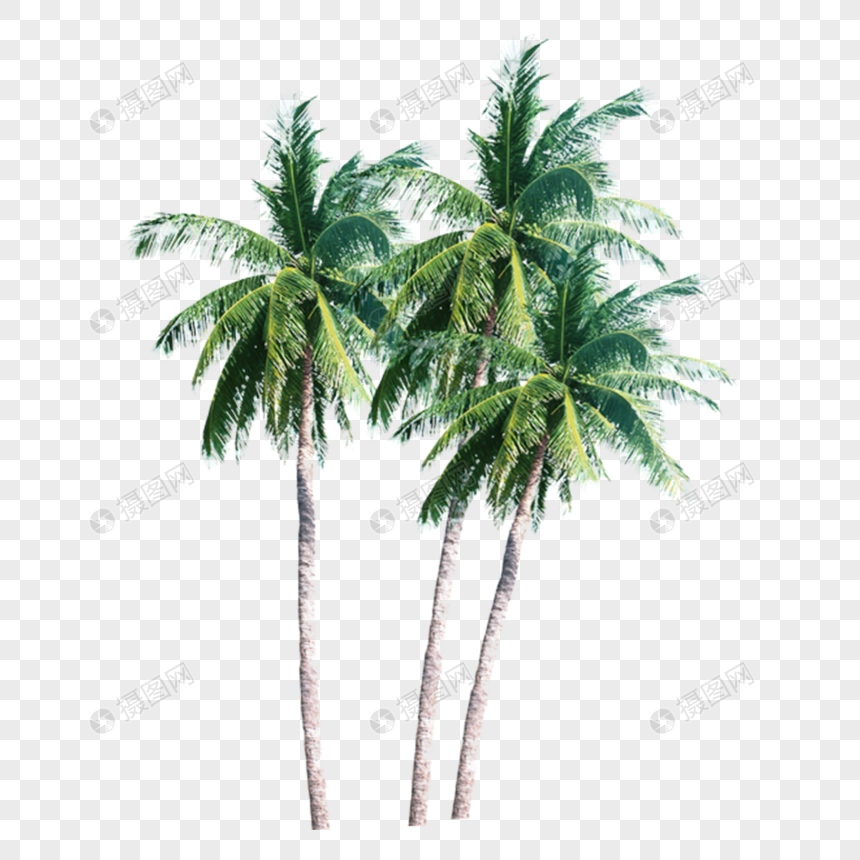 Coconut tree png image_picture free download 400463075_lovepik.com