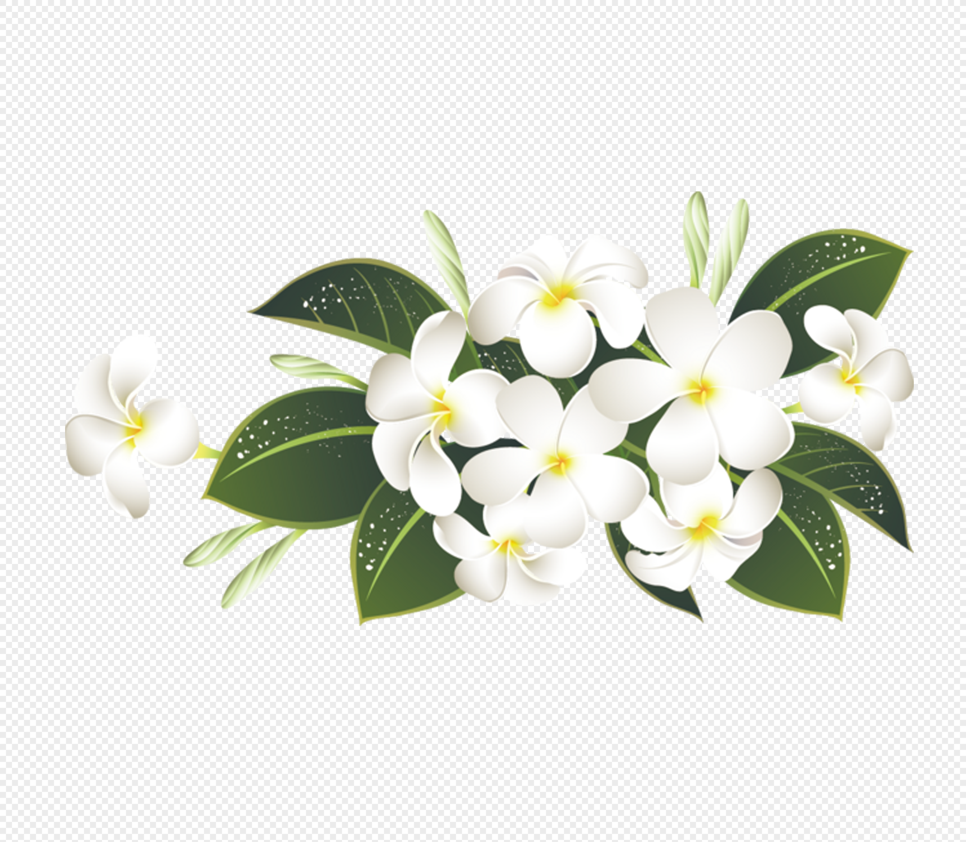 Beautiful jasmine flower png image_picture free download ...