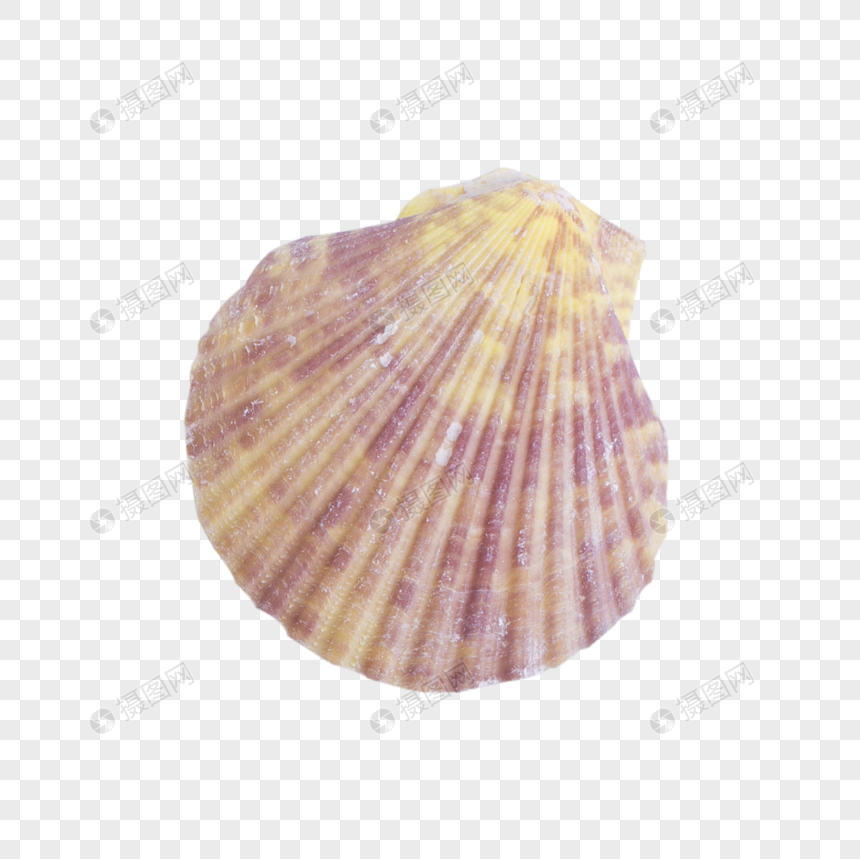 Scallop Shell PNG Transparent, Pretty Pattern Of Scallop Shells, Fan, Tank,  Sea Shell PNG Image For Free Download