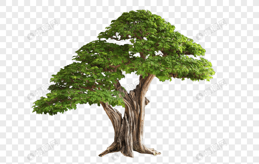 Big Tree Png Image Picture Free Download Lovepik Com
