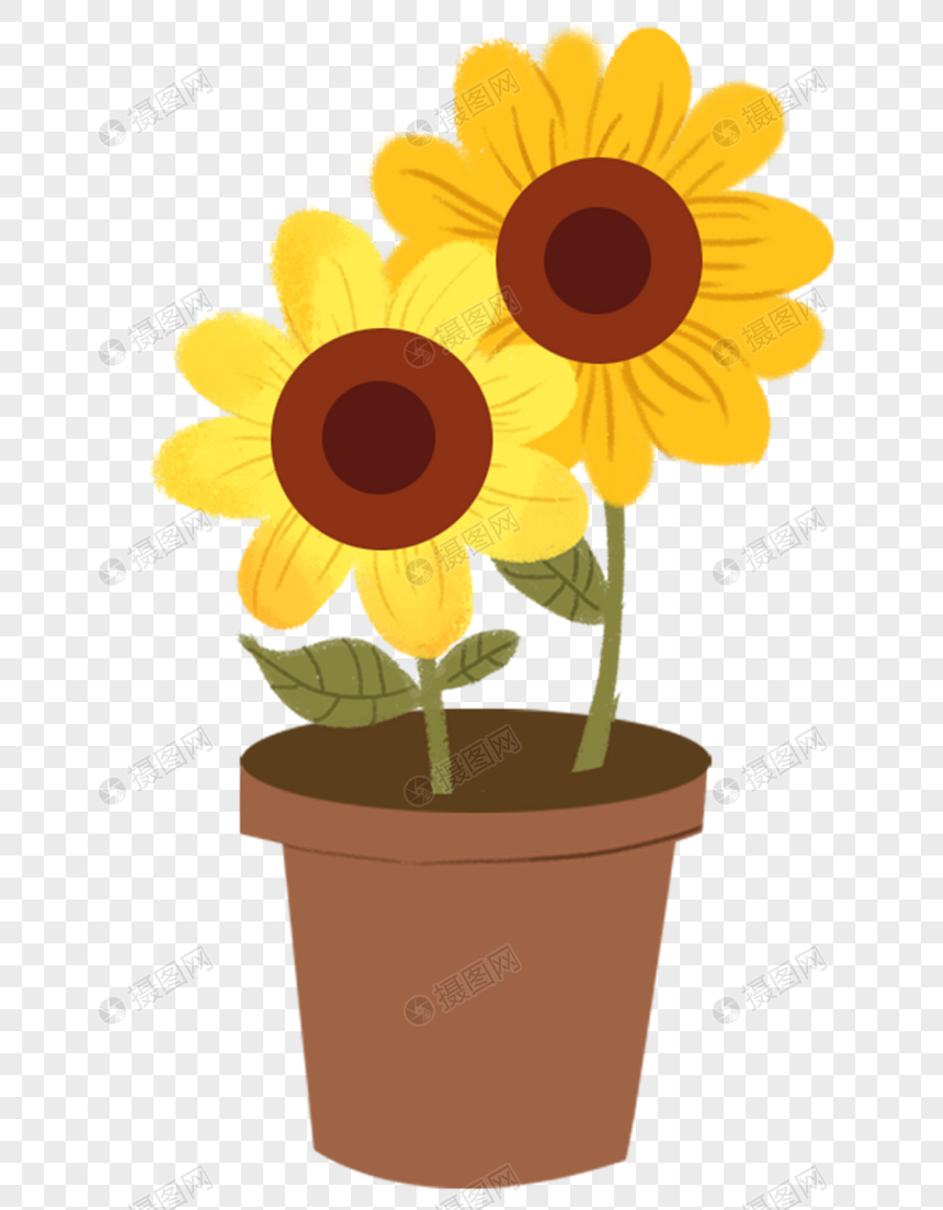 Pot Bunga Matahari Png Grafik Gambar Unduh Gratis Lovepik