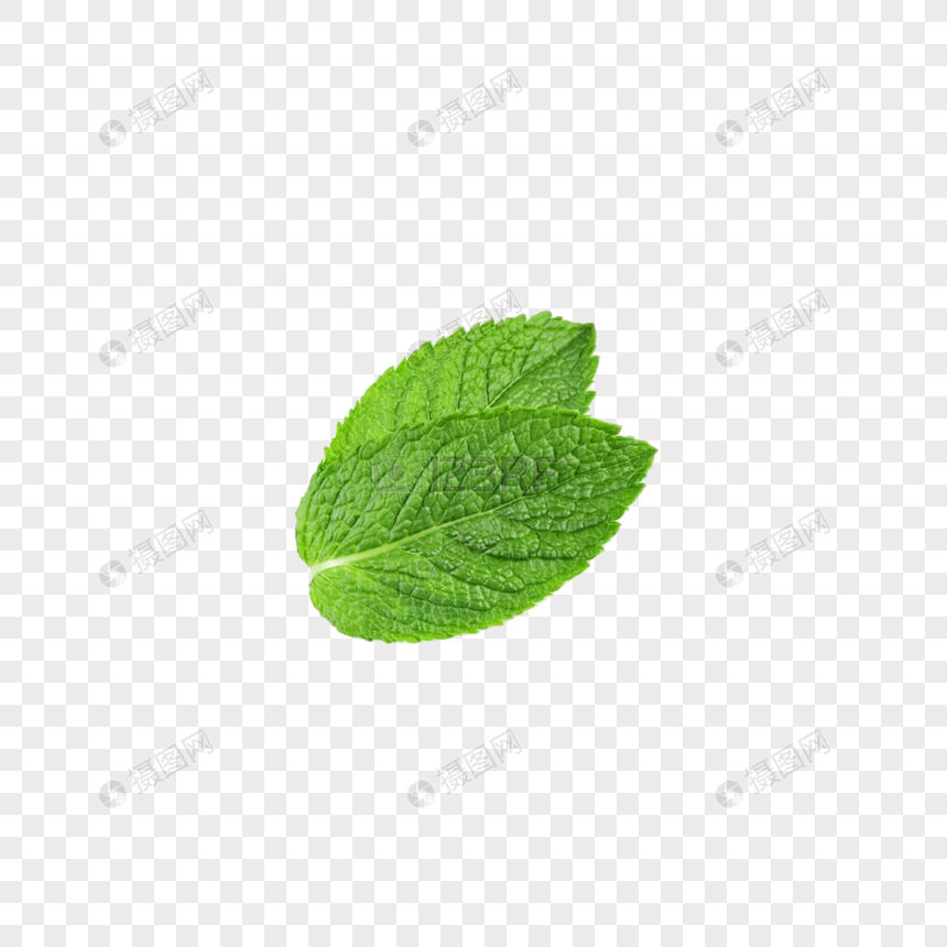 photo de deux feuilles de menthe numero de l image400499461 format d image png fr lovepik com photo de deux feuilles de menthe numero