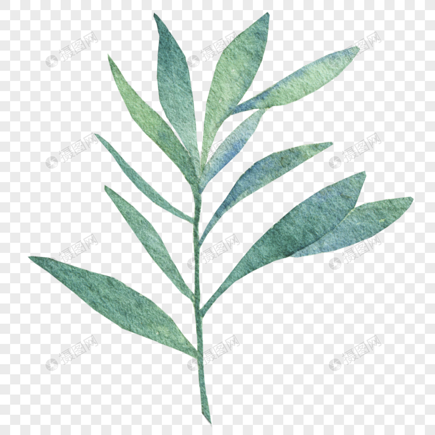 Green Willow Leaf Shaped Leaves, New Leafe, Shapes, Creative Free PNG ...