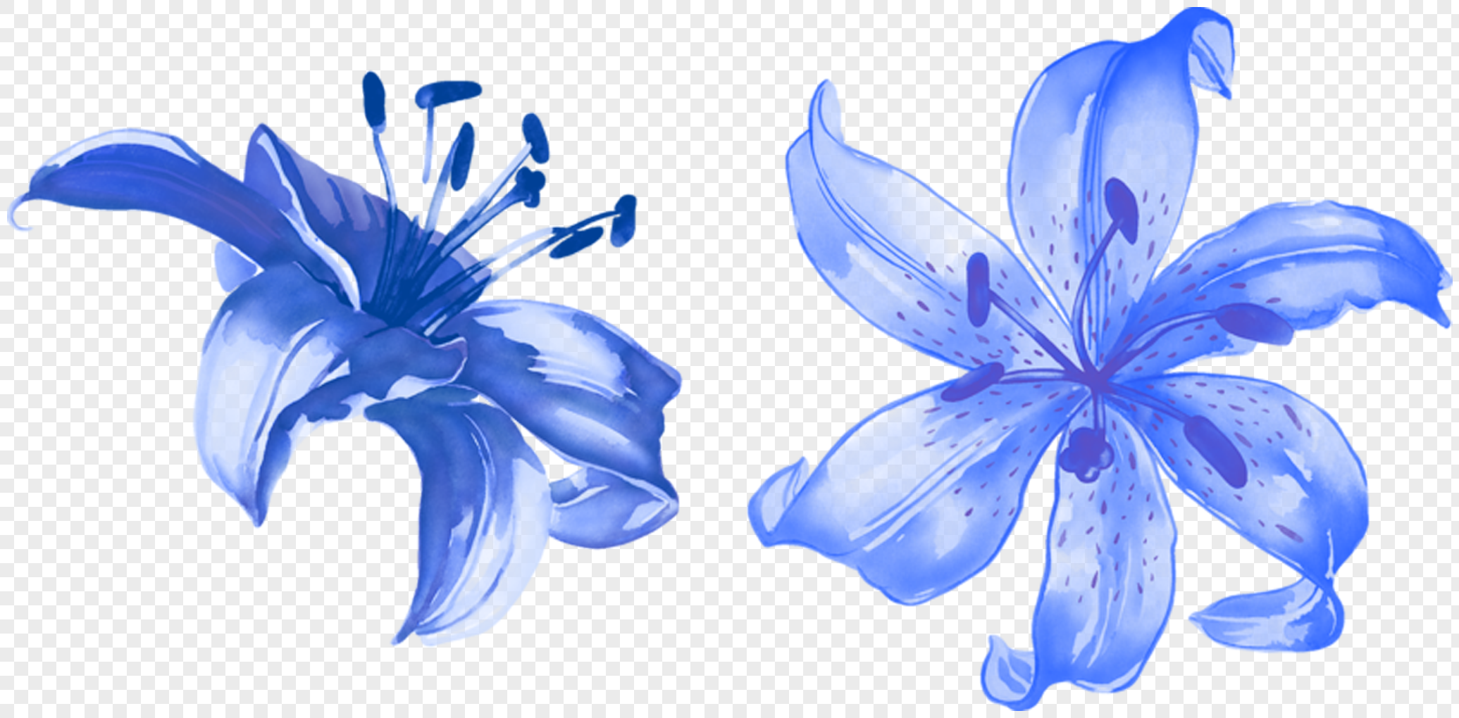 Gambar Bunga  Lily Biru Gambar Bunga 