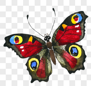 95 Koleksi Gambar Binatang Kartun Kupu-kupu Terbaru