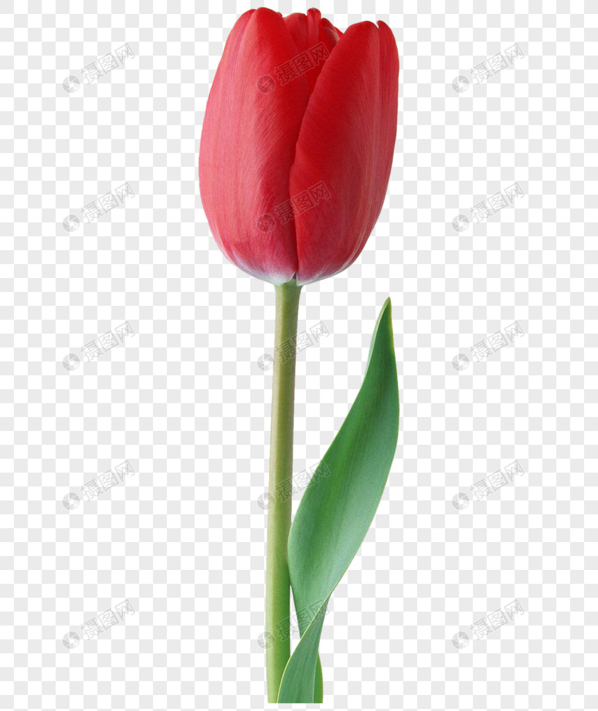  Gambar  Bunga  Tulip  Hd Kumpulan Gambar  Bagus
