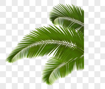 60000 coconut leaves hd photos free download lovepik com 60000 coconut leaves hd photos free