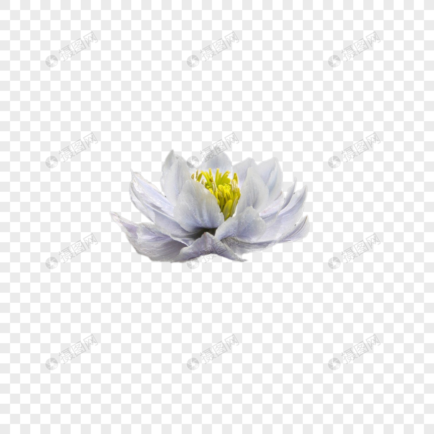 Paling Bagus 17 Gambar Bunga  Lotus Salju  Gambar Bunga  HD