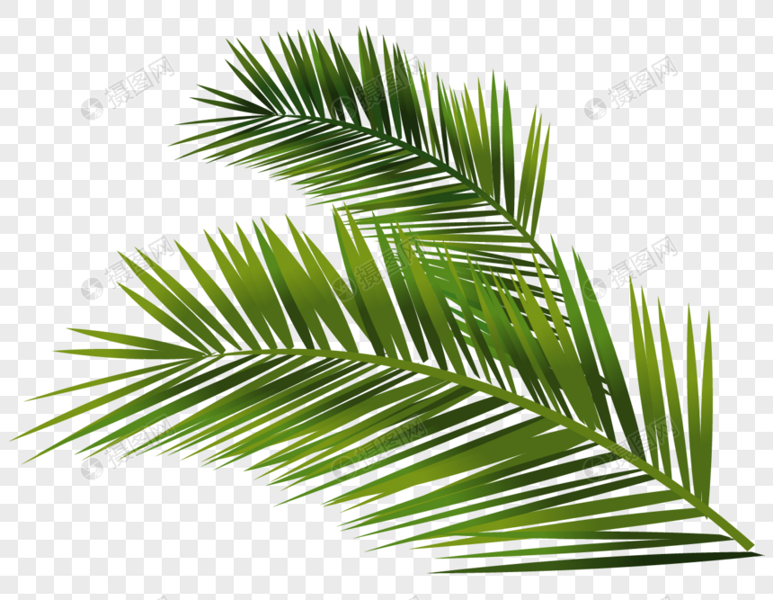 Palm Leaf Png Image Picture Free Download Lovepik Com