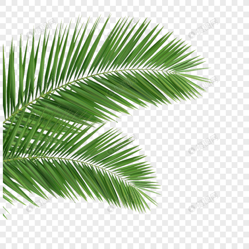 Coconut tree png image_picture free download 400578698_lovepik.com