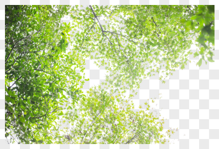 Green Background PNG Images With Transparent Background | Free Download On  Lovepik