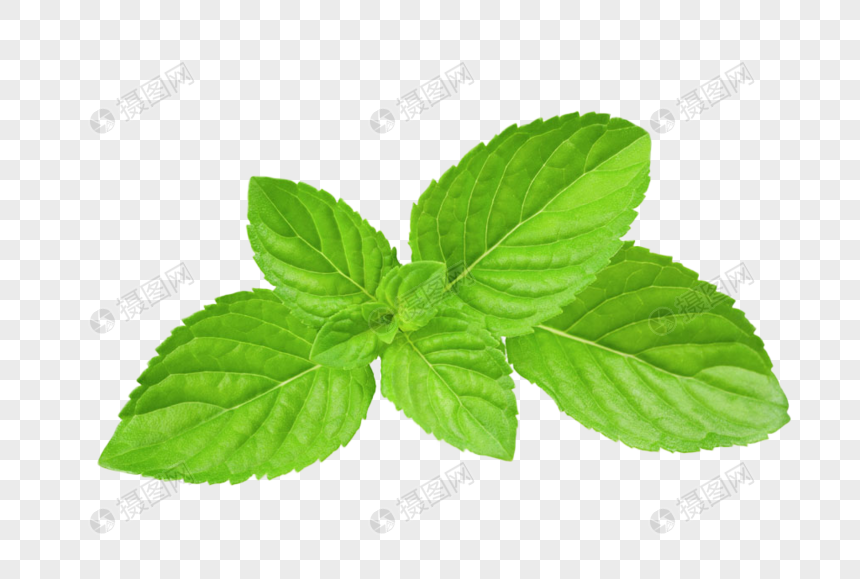 mint leaf png image picture free download 400637058 lovepik com mint leaf png image picture free