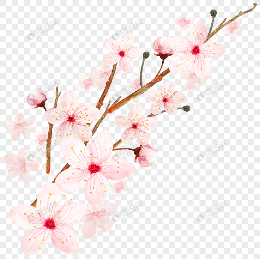 Sketsa Gambar Bunga Sakura Kartun Koleksi Gambar Bunga