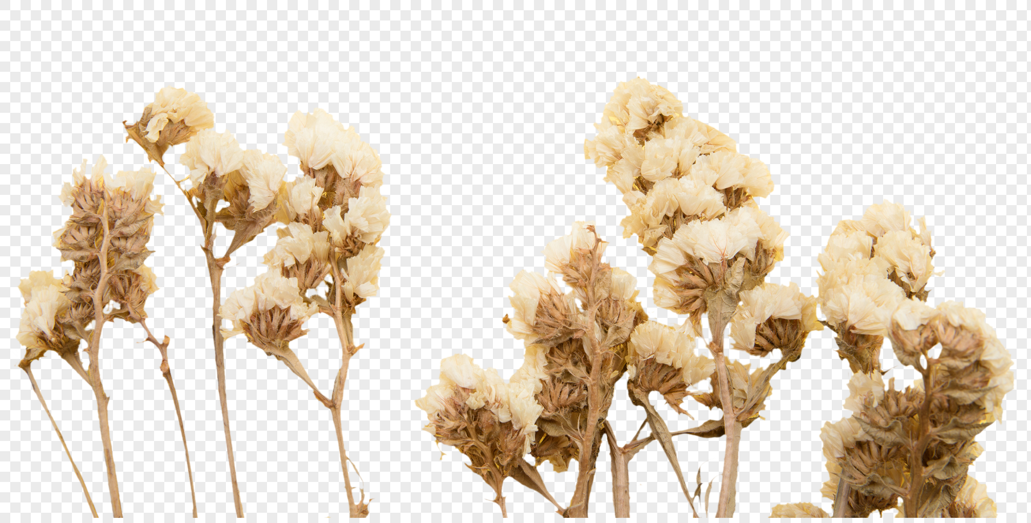 Simple dried flowers png image_picture free download 400696754_lovepik.com