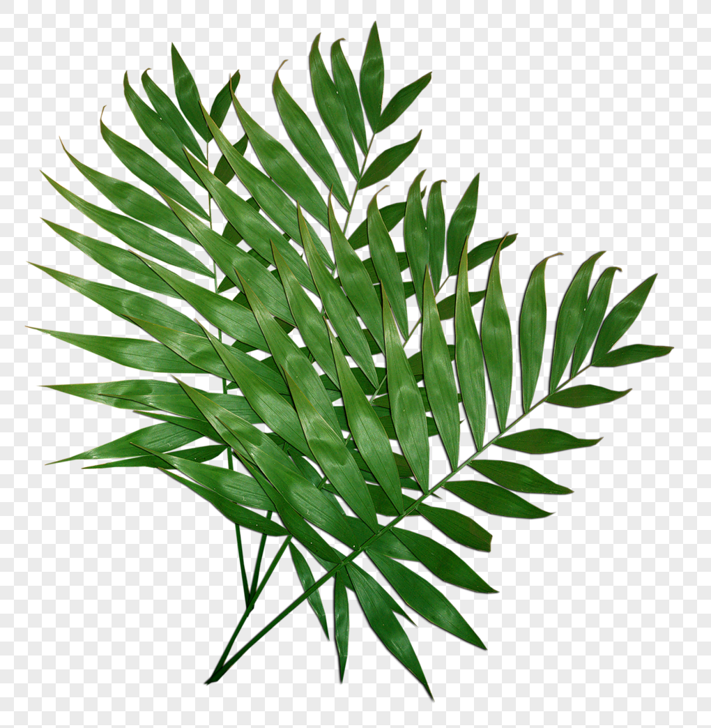  Palm leaf png  image picture free download 400720892 