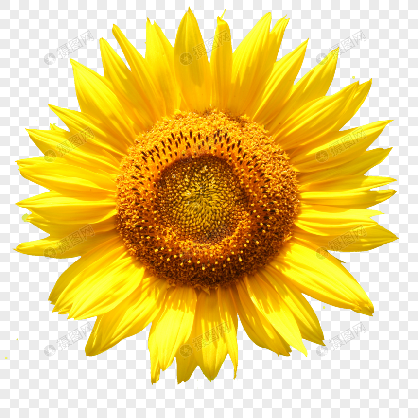 Gambar Bunga Matahari Png  Gambar Bunga 