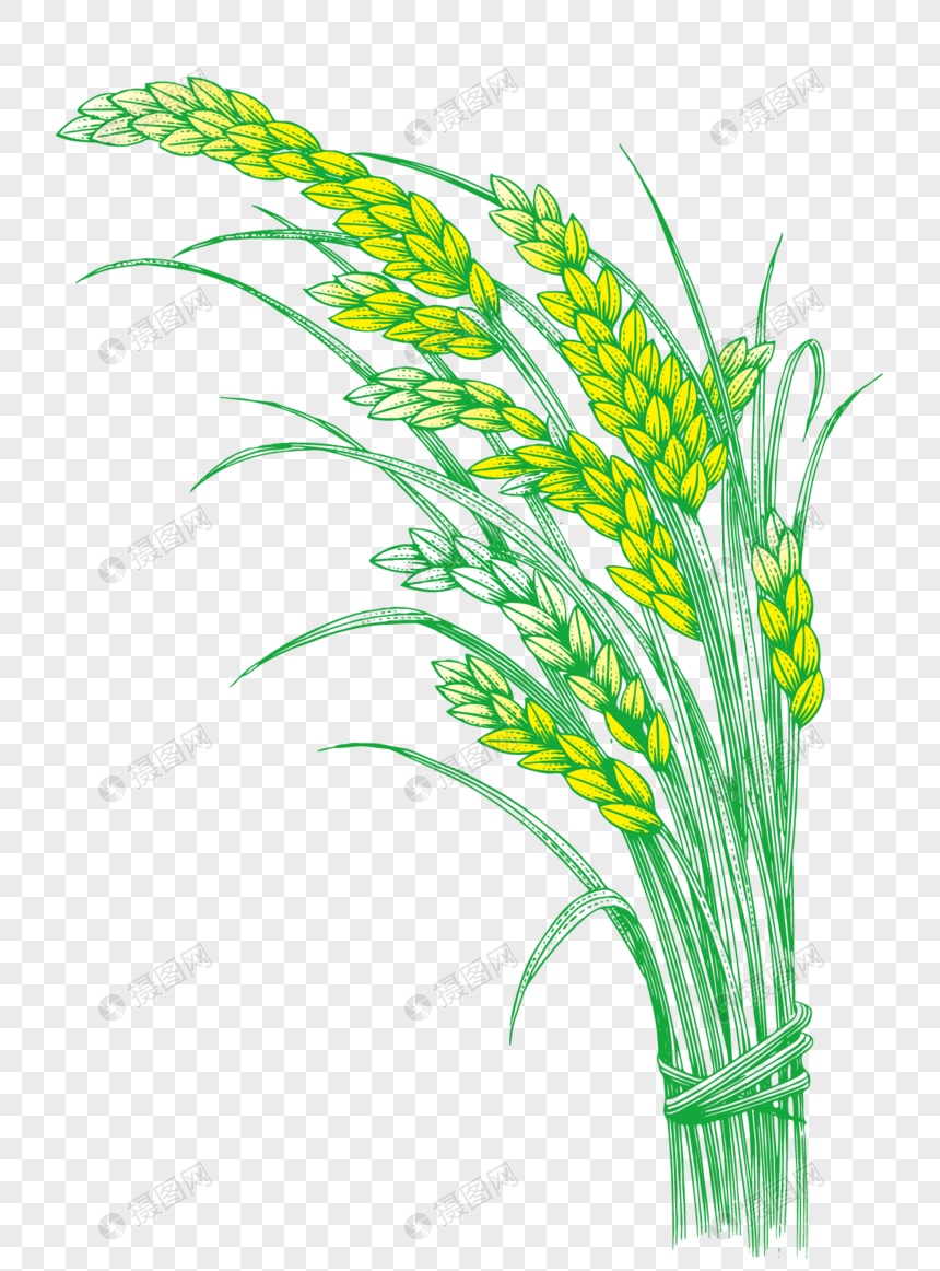 рис растение картинки