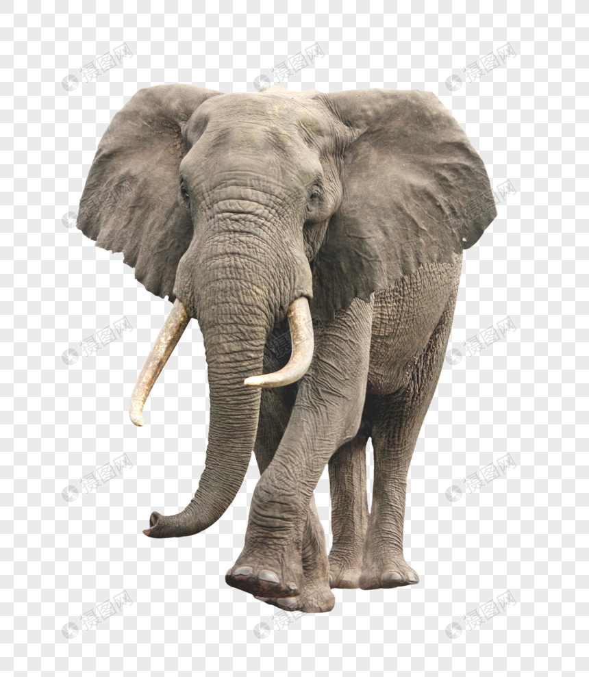 Диван прямой elephant gray нераскладной