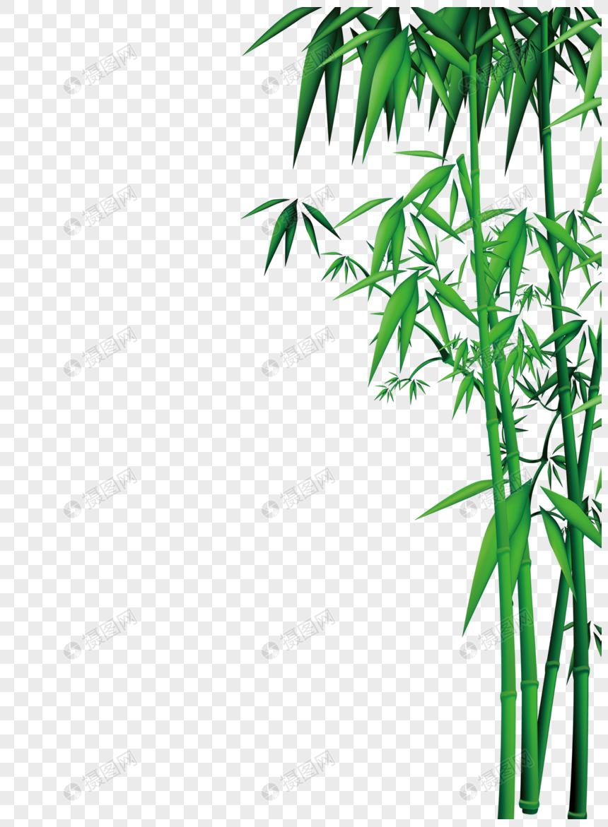 Ветка бамбука на белом фоне